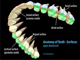 tooth surfaces