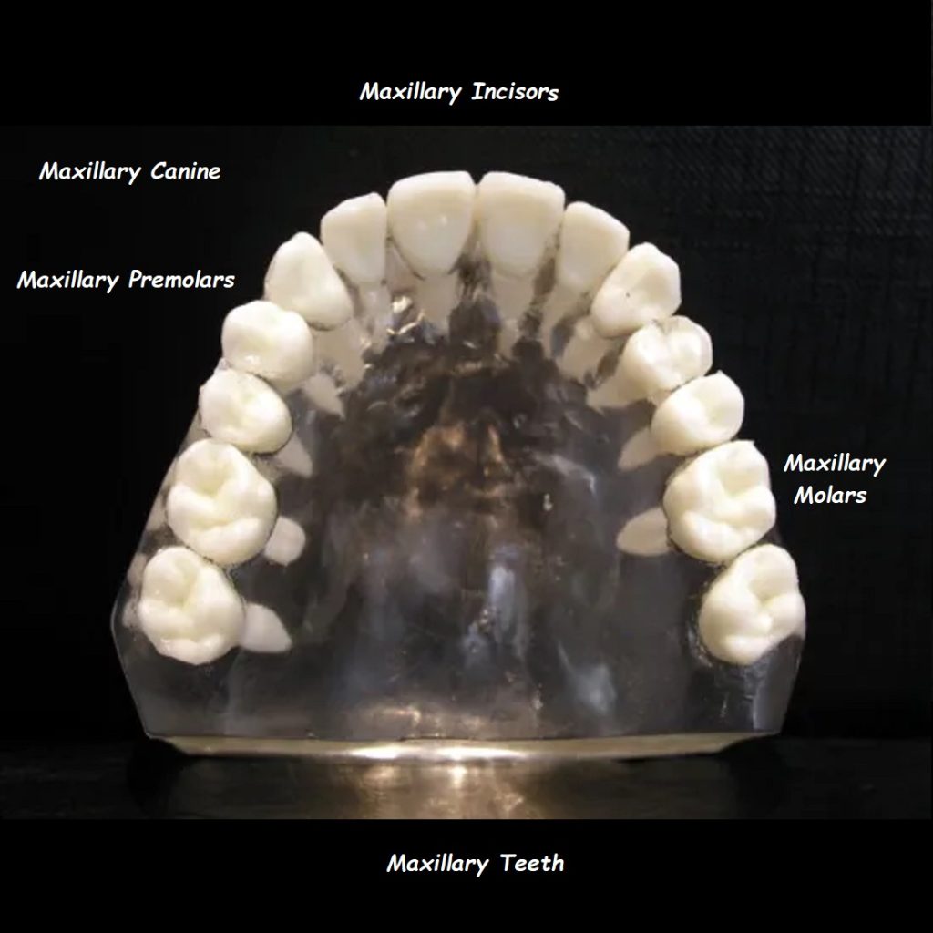 Maxillary Teeth: A Comprehensive Guide