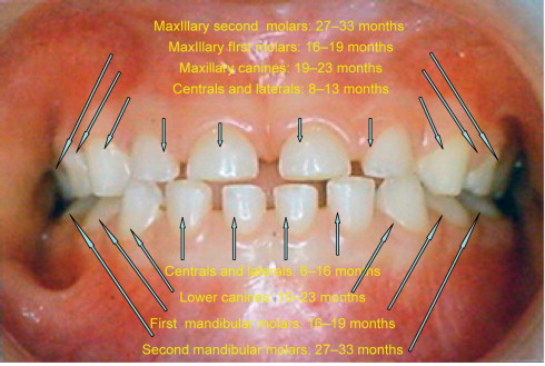 Child teeth coming in timeline