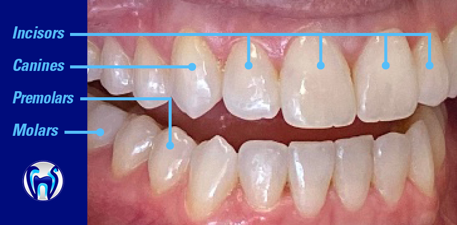 Incisor teeth canine teeth premolar teeth molar teeth