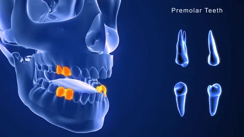 Premolar teeth