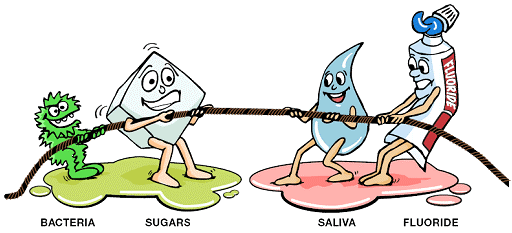 The Role of Saliva in Enamel Protection